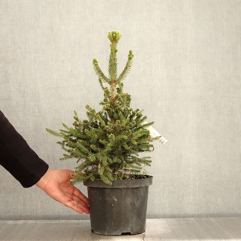 Spécimen de Picea abies Will's Zwerg - Épicéa commun Pot de 7,5L/10L tel que livré en automne