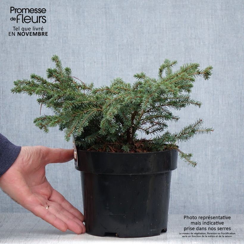 Spécimen de Picea mariana Nana - Epinette noire                               Pot de 2L/3L tel que livré en automne