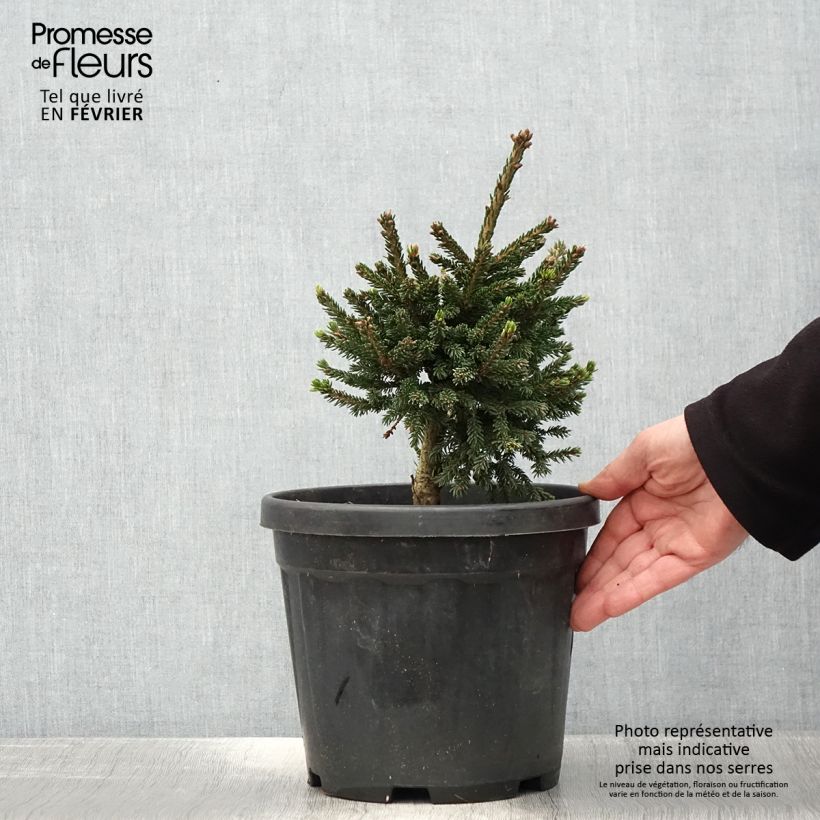 Spécimen de Picea orientalis Barnes - Sapinette d'Orient                          Pot de 3L/4L tel que livré en hiver