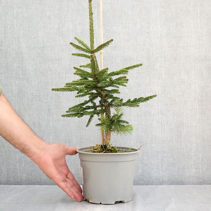 Spécimen de Picea orientalis Summergold - Sapinette d'Orient Pot de 3L/4L tel que livré en été