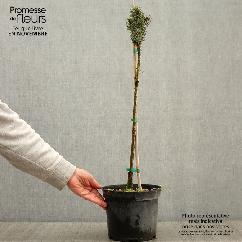 Spécimen de Picea pungens Brynek - Epicea bleu                           Pot de 4L/5L, Tige tel que livré en automne