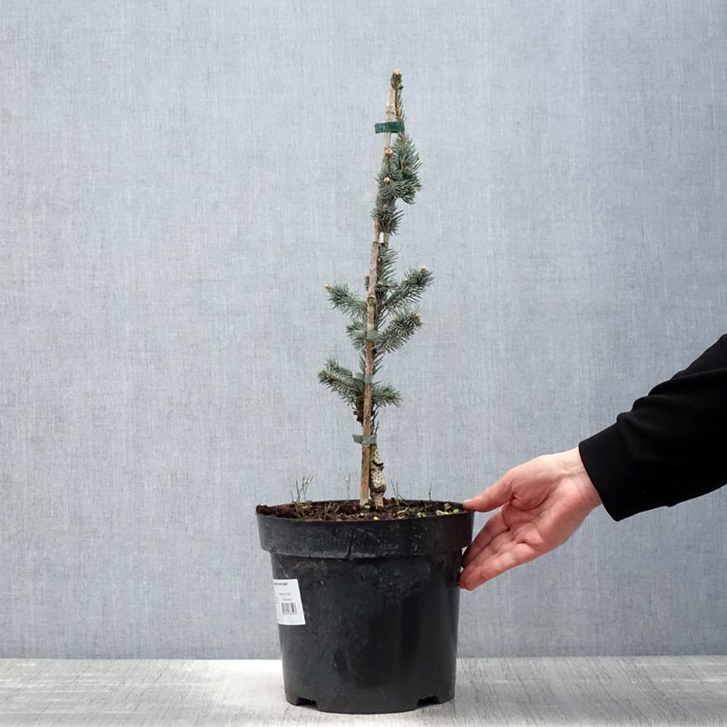 Spécimen de Picea pungens Iseli Foxtail - Epicea bleu                  Pot de 3L/4L tel que livré au printemps