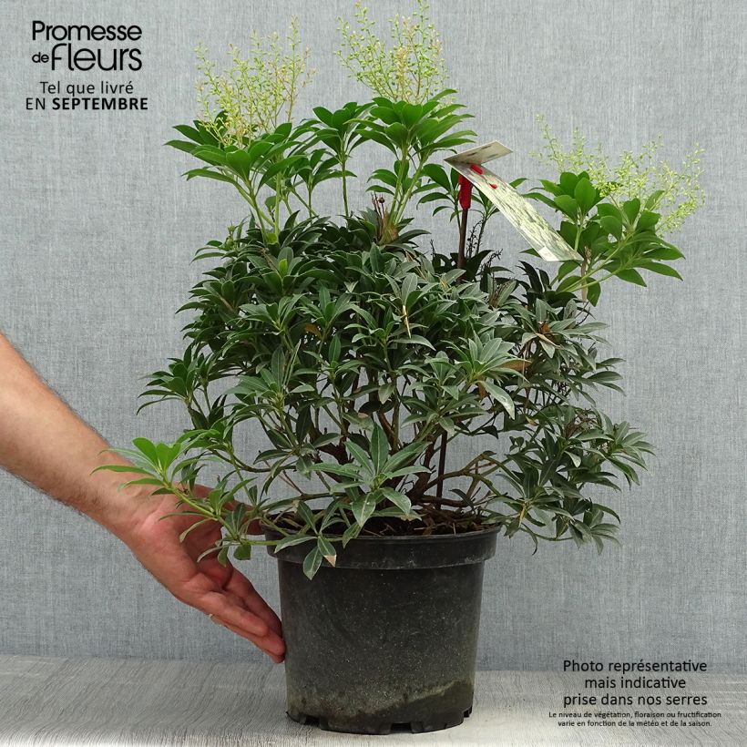 Spécimen de Pieris japonica Debutante - Andromède du Japon Pot de 4L/5L tel que livré en automne