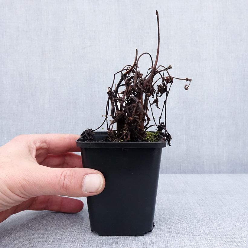 Spécimen de Pilea matsudai Taiwan Silver Godet de 8/9 cm tel que livré en hiver