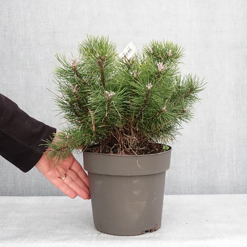 Spécimen de Pin à crochets ou Pin de Briançon - Pinus uncinata Pièce tel que livré en hiver