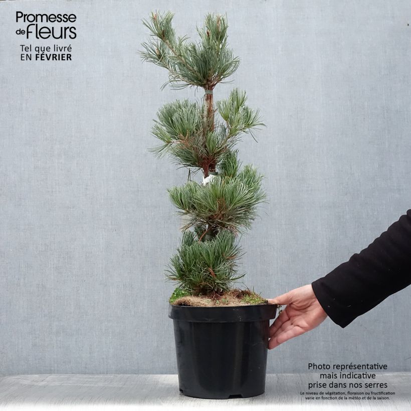 Spécimen de Pin blanc des japonais - Pinus parviflora Tempelhof Pot de 7,5L/10L tel que livré en hiver