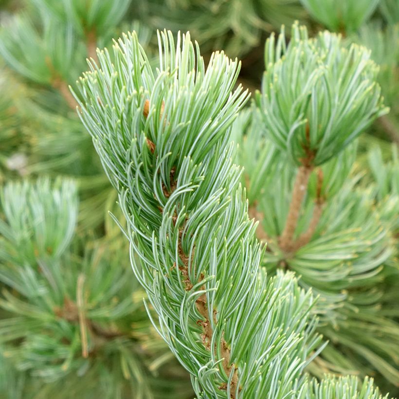 Pin blanc du Japon nain - Pinus parviflora Iribune (Feuillage)
