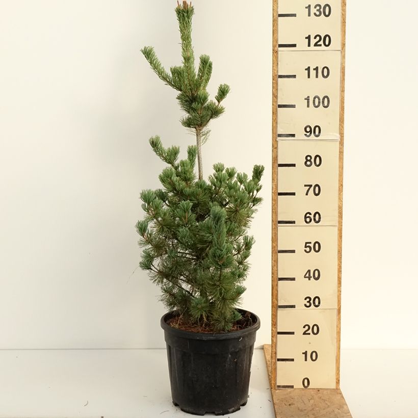 Spécimen de Pin blanc du Japon nain - Pinus parviflora Iribune Pot de 18L/20L tel que livré en été