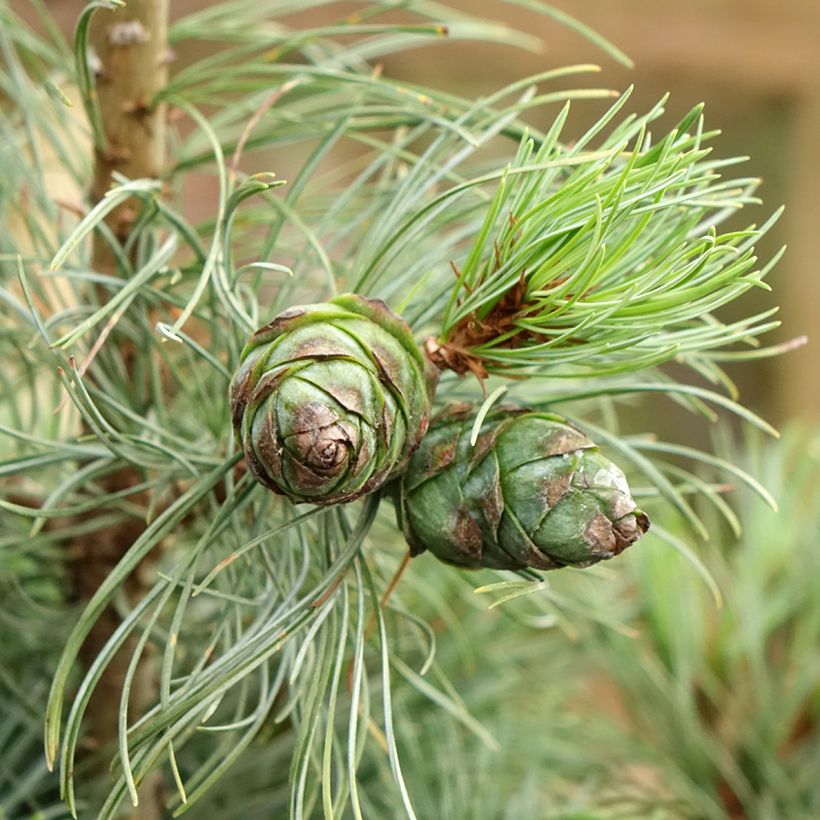 Pin blanc du Japon - Pinus parviflora Bergman (Récolte)