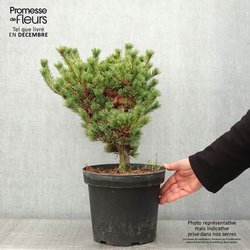 Spécimen de Pin blanc du Japon - Pinus parviflora Kokuho                      Pot de 7,5L/10L tel que livré en automne