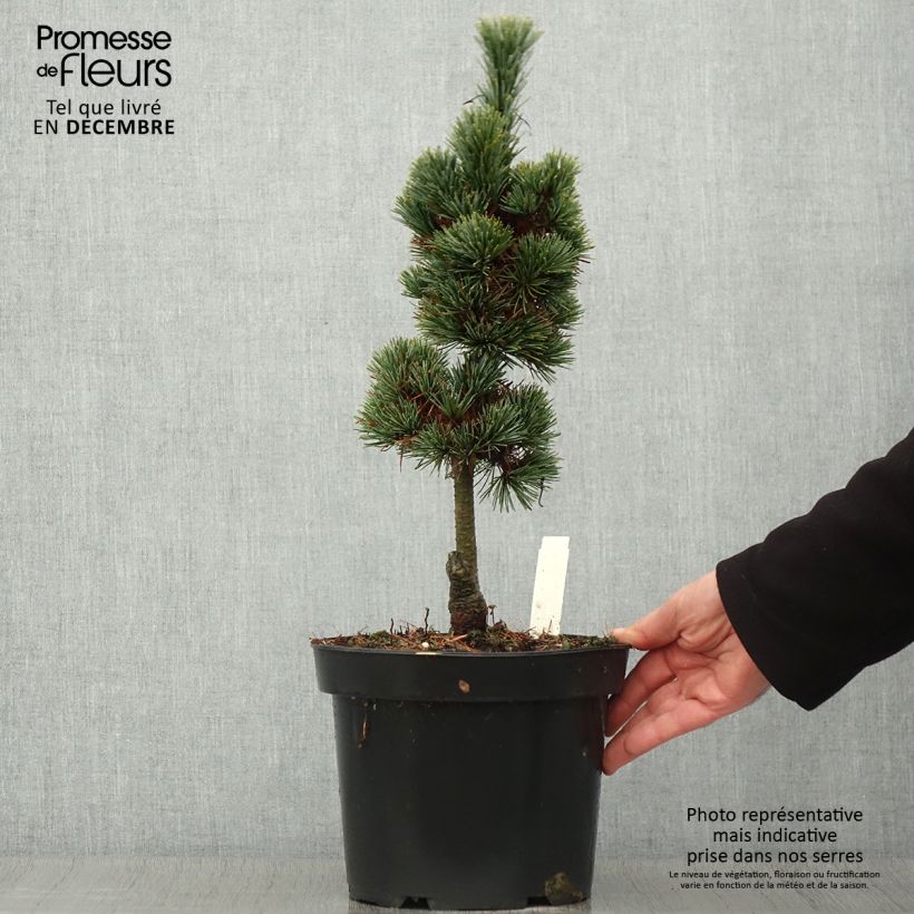 Spécimen de Pin cembro nain - Pinus cembra Compacta Glauca                   Pot de 4L/5L tel que livré en automne