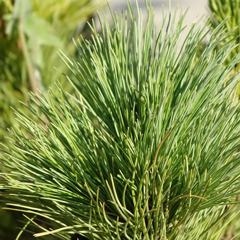 Pin cembro - Pinus cembra (Feuillage)