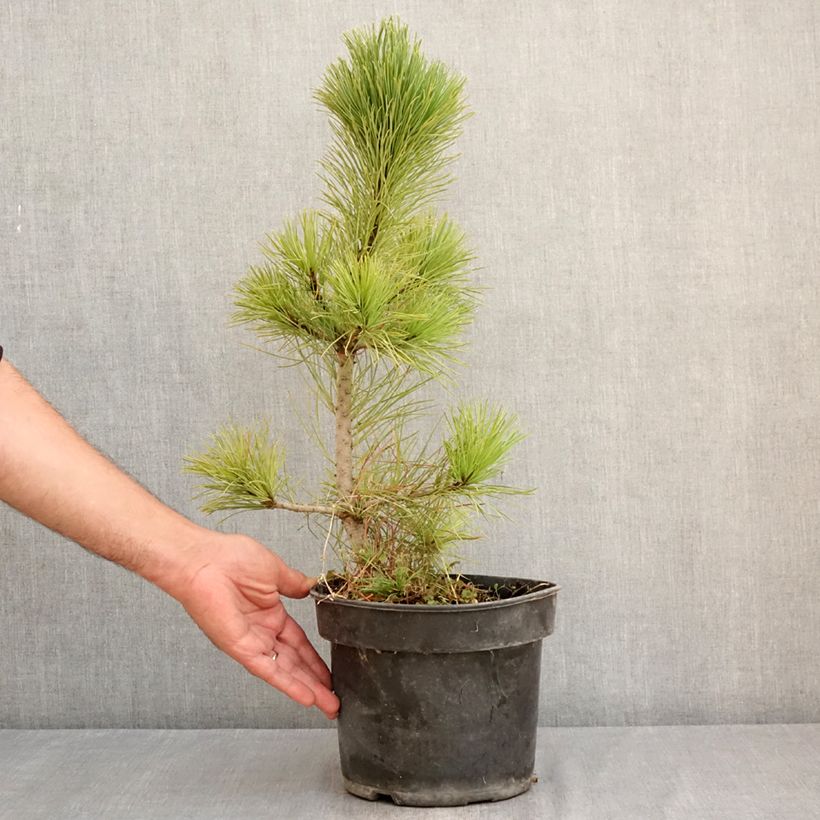 Spécimen de Pin cembro - Pinus cembra Pot de 3L/4L tel que livré en été
