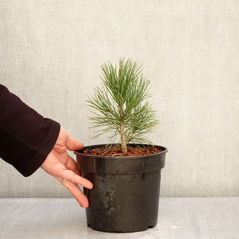 Spécimen de Pin cembro - Pinus cembra Pot de 3L/4L tel que livré en hiver