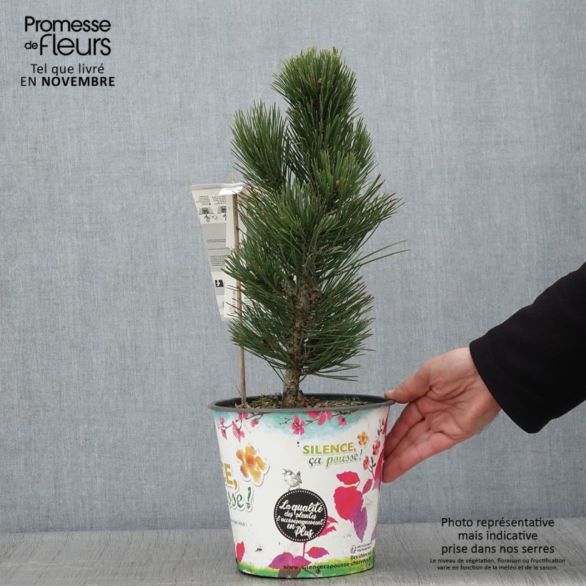 Spécimen de Pin de bosnie - Pinus heldreichii (leucodermis) Compact Gem Pot de 4L/5L tel que livré en automne