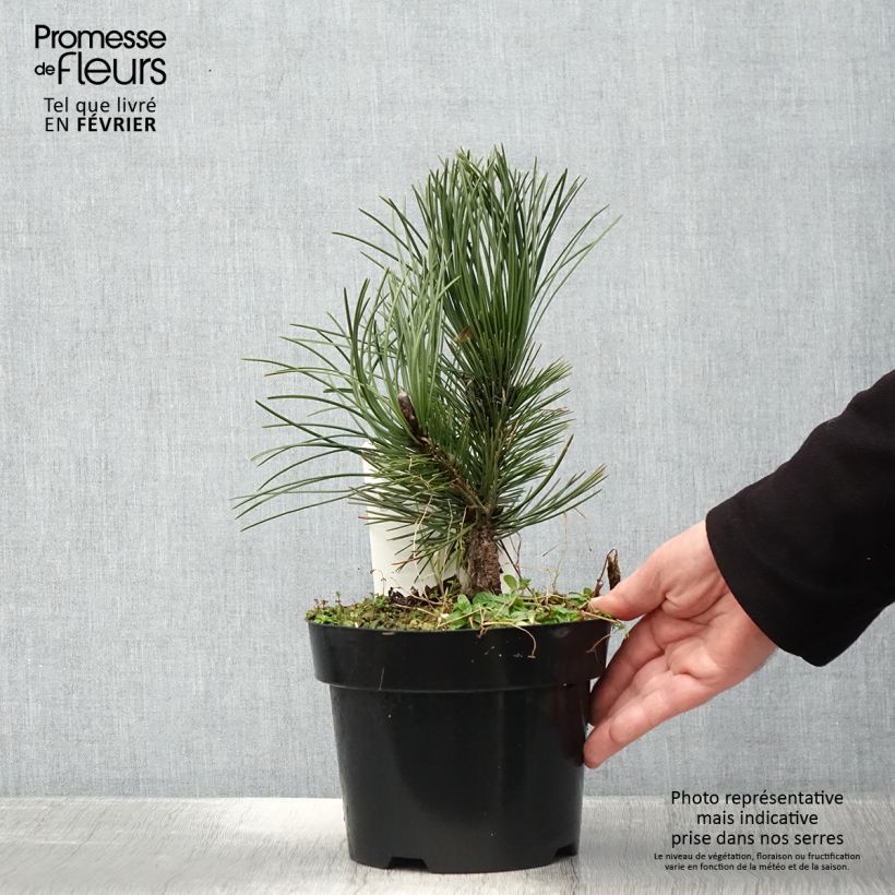 Spécimen de Pin de Bosnie - Pinus heldreichii Malinkii Pot de 2L/3L tel que livré en hiver