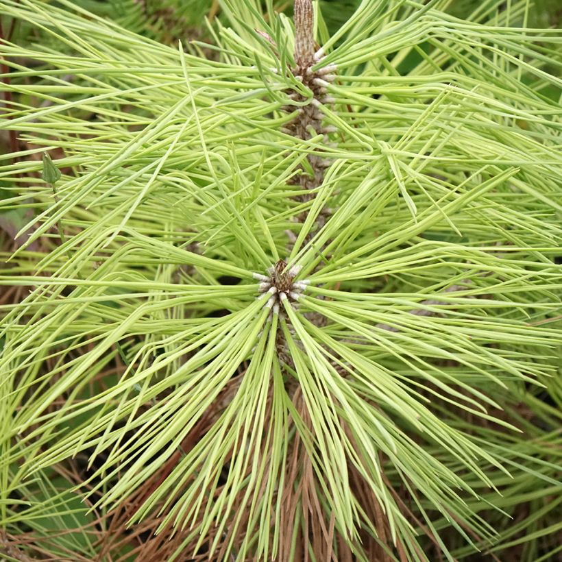 Pin de Jeffrey - Pinus jeffreyi (Feuillage)