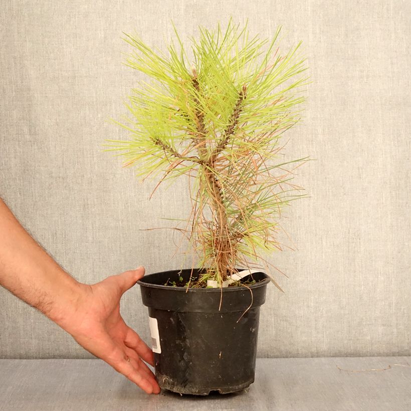 Spécimen de Pin de Jeffrey - Pinus jeffreyi Pot de 3L/4L tel que livré en été