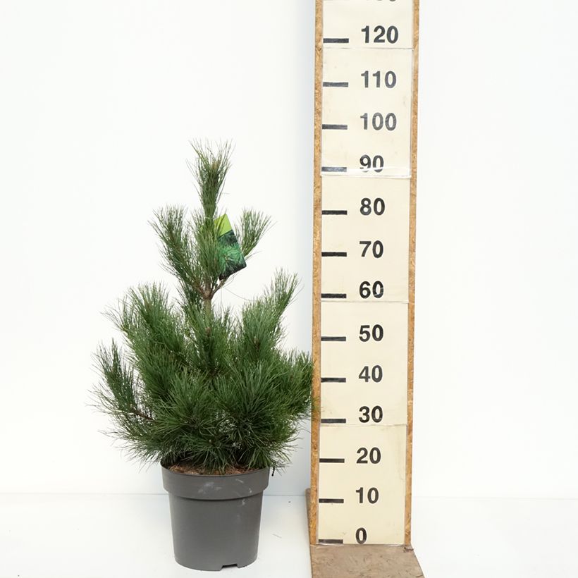 Spécimen de Pin de Macédoine - Pinus peuce                                  Pot de 7,5L/10L tel que livré au printemps