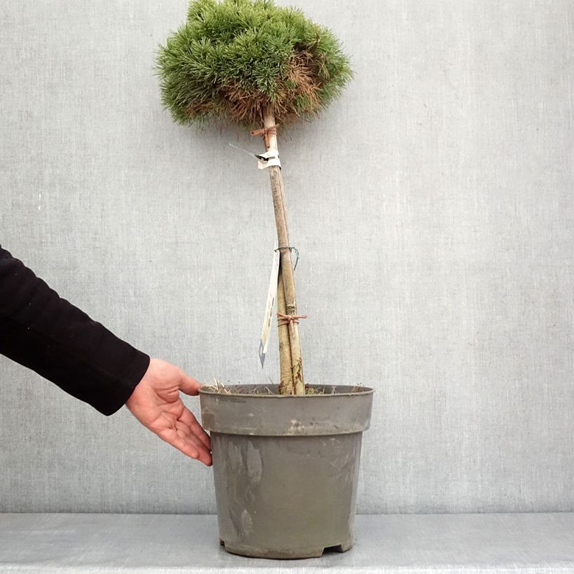 Spécimen de Pin de montagne - Pinus mugo Allgäu Pot de 4L/5L, Tige de 40 cm tel que livré en hiver