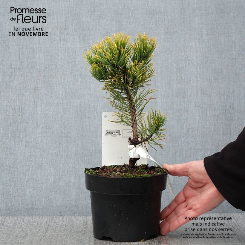 Spécimen de Pin de montagne - Pinus mugo Carsten's Wintergold Pot de 2L/3L tel que livré en automne