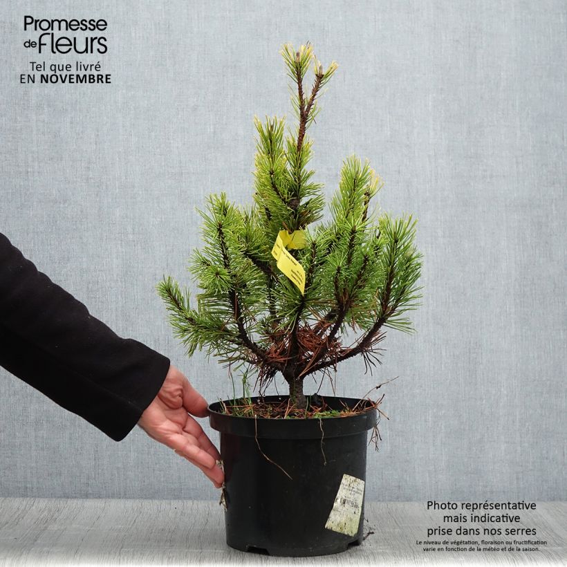 Spécimen de Pin de montagne - Pinus mugo Carsten's Wintergold Pot de 4L/5L tel que livré en automne
