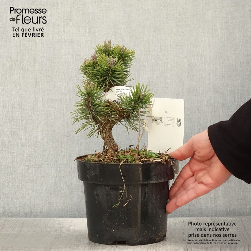Spécimen de Pin de montagne - Pinus mugo Gnom Pot de 2L/3L tel que livré en hiver