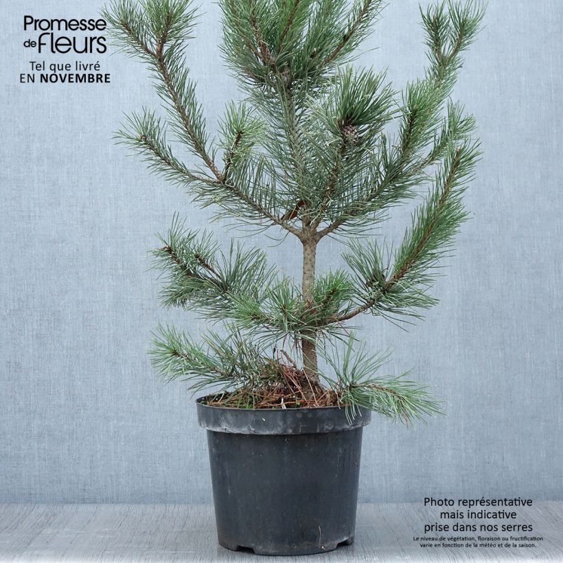 Spécimen de Pin de montagne - Pinus mugo Gnom Pot de 7,5L/10L tel que livré en automne