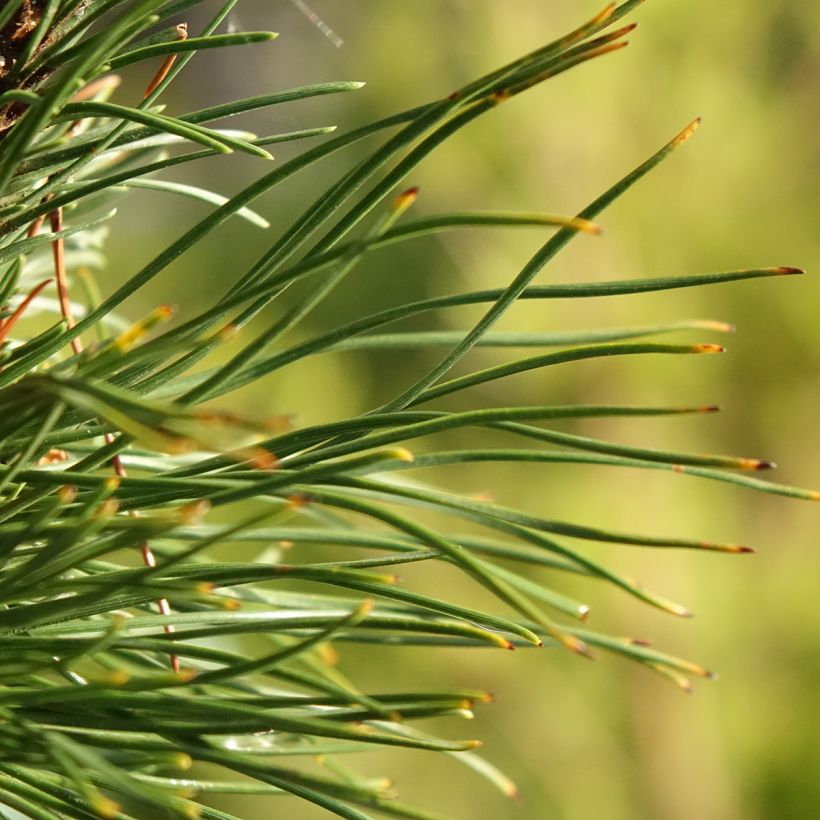 Pin de montagne - Pinus mugo Heideperle (Feuillage)