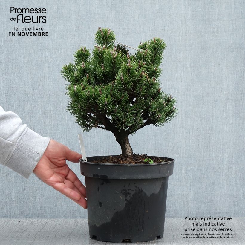 Spécimen de Pin de montagne - Pinus mugo Lilliput                        Pot de 4L/5L tel que livré en automne