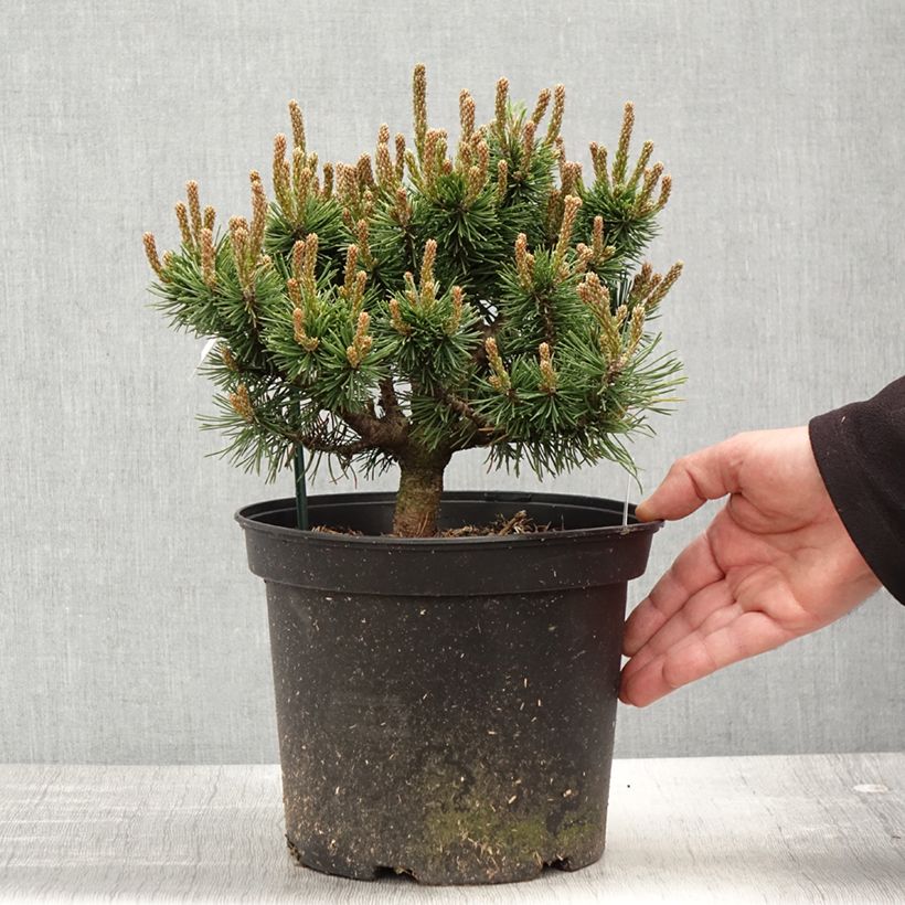 Spécimen de Pin de montagne - Pinus mugo Lilliput                        Pot de 4L/5L tel que livré au printemps