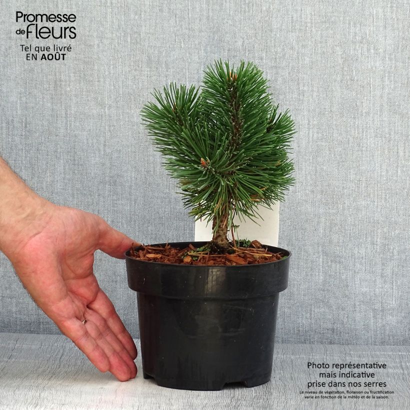 Spécimen de Pin de montagne - Pinus mugo Mumpitz Pot de 2L/3L tel que livré en été
