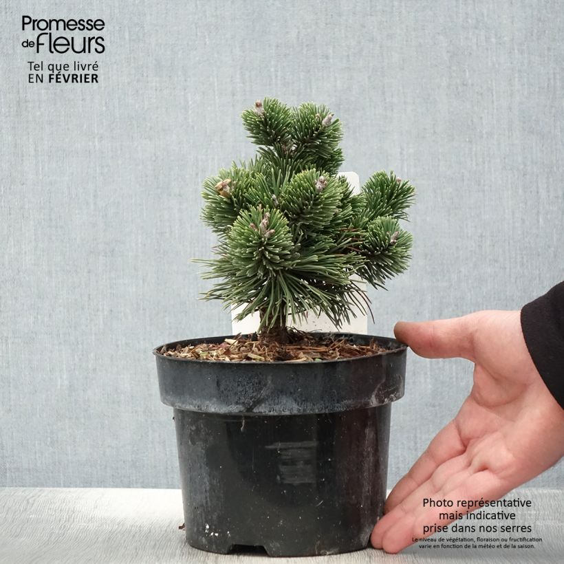 Spécimen de Pin de montagne - Pinus mugo Sherwood Compact Pot de 2L/3L tel que livré en hiver
