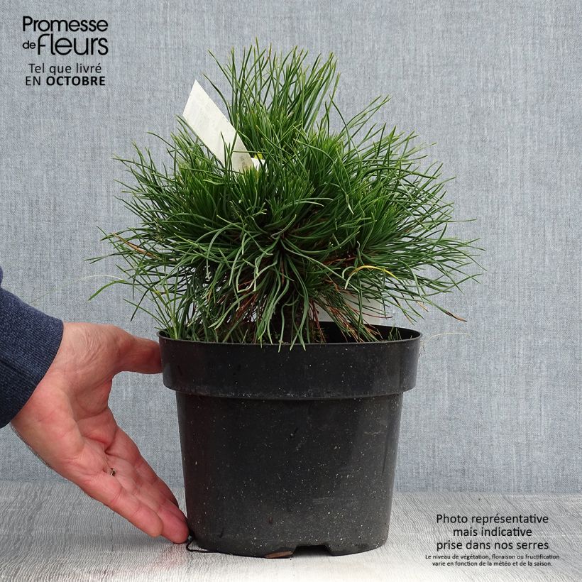 Spécimen de Pin de montagne - Pinus mugo Varella Pot de 2L/3L tel que livré en automne