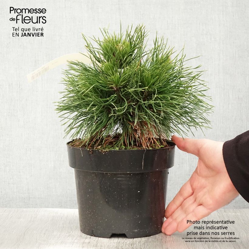Spécimen de Pin de montagne - Pinus mugo Varella Pot de 2L/3L tel que livré en hiver