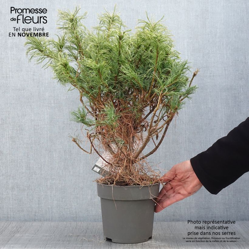 Spécimen de Pin de Weymouth nain - Pinus strobus Green Twist Pot de 2L/3L tel que livré en automne