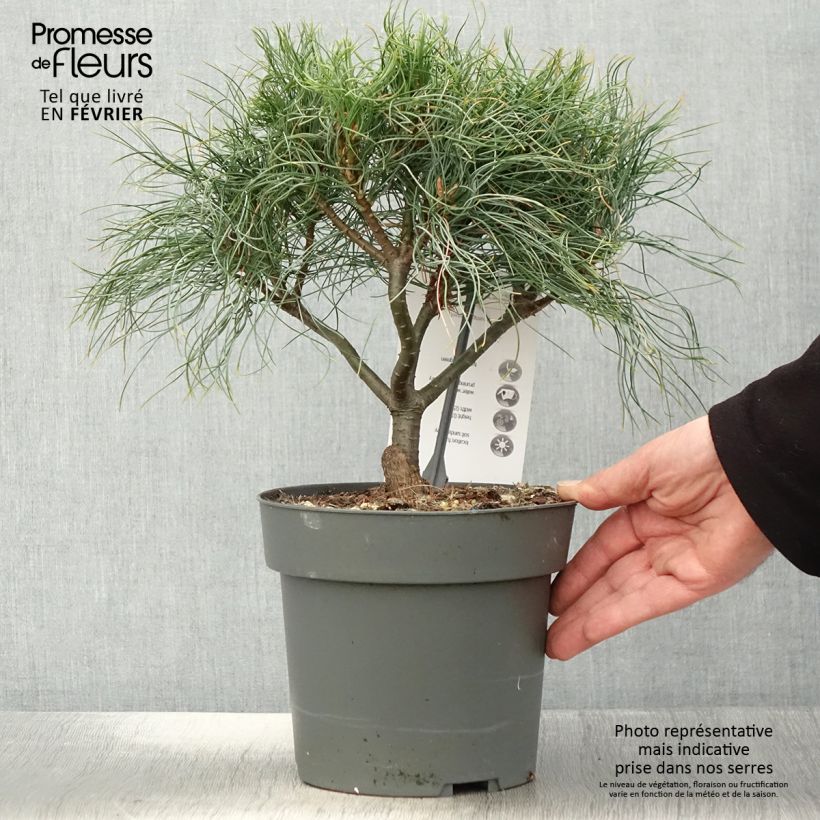 Spécimen de Pin de Weymouth nain - Pinus strobus Green Twist Pot de 2L/3L tel que livré en hiver