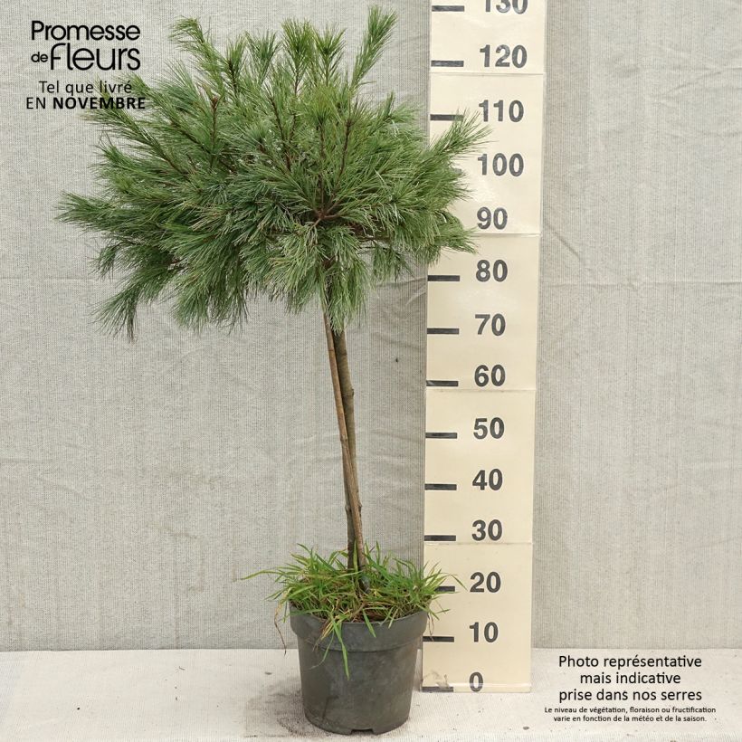 Spécimen de Pin de Weymouth nain - Pinus strobus Mary Butler Pot de 7,5L/10L, Tige de 60 cm tel que livré en automne