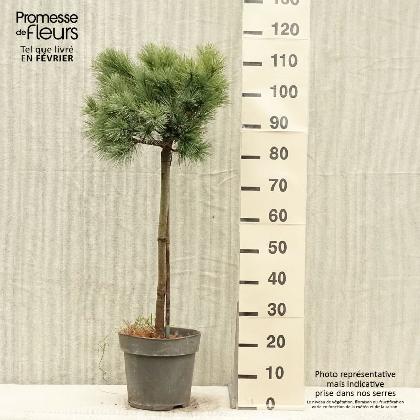 Spécimen de Pin de Weymouth nain - Pinus strobus Mary Butler Pot de 7,5L/10L, Tige de 60 cm tel que livré en hiver