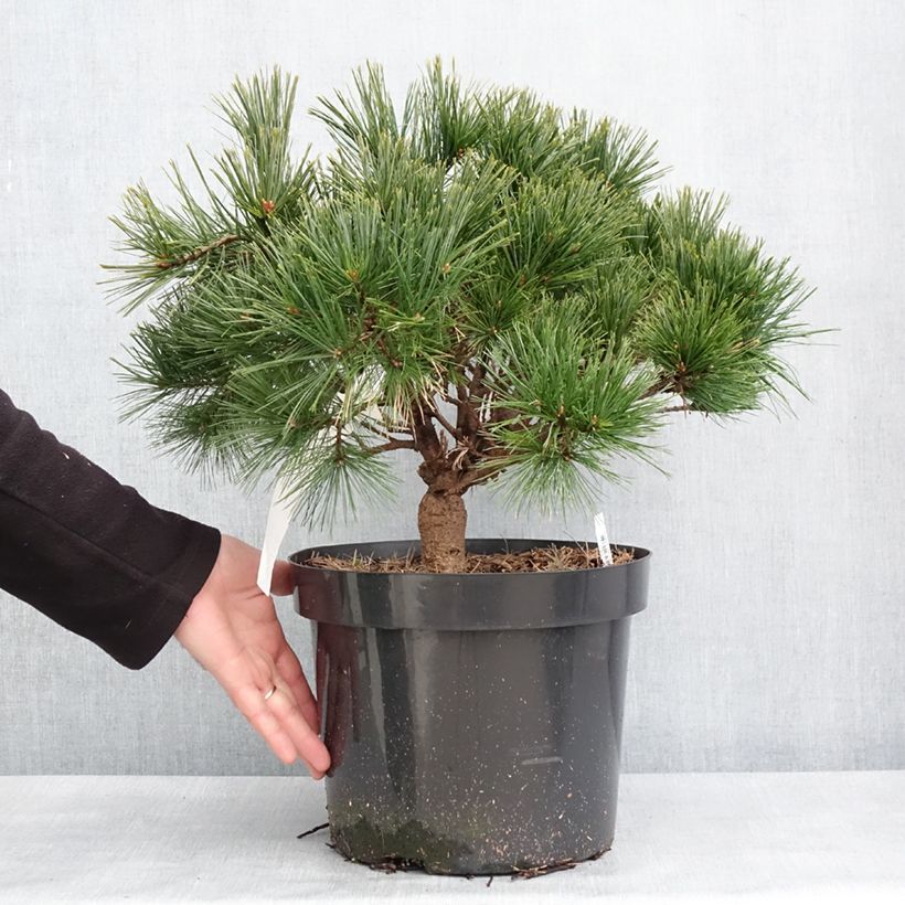 Spécimen de Pin de Weymouth nain - Pinus strobus Minuta Pot de 7,5L/10L tel que livré en hiver