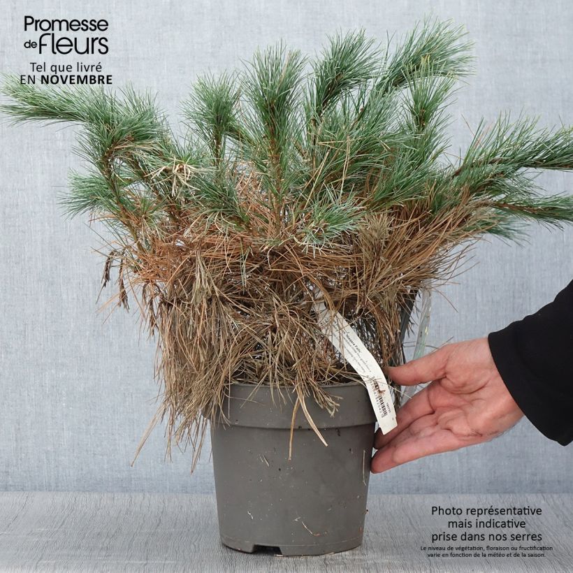 Spécimen de Pin de Weymouth nain - Pinus strobus Niagara Falls Pot de 3L/4L tel que livré en automne