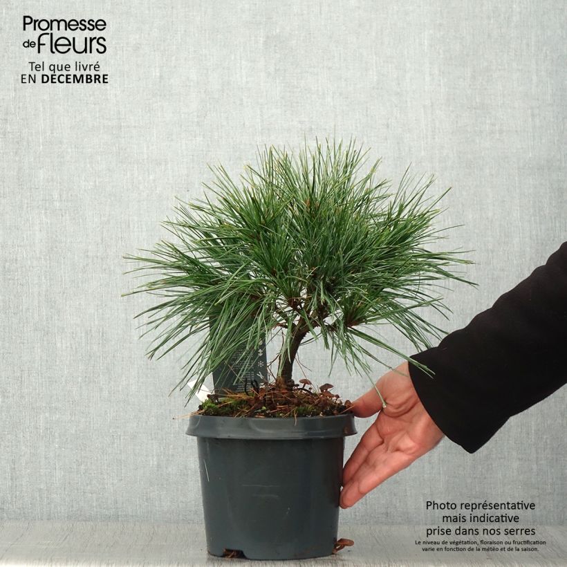 Spécimen de Pin de Weymouth nain - Pinus strobus Radiata Pot de 3L/4L tel que livré en automne