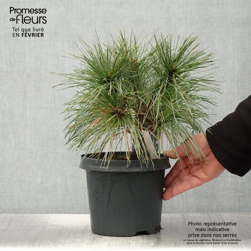Spécimen de Pin de Weymouth nain - Pinus strobus Radiata Pot de 3L/4L tel que livré en hiver
