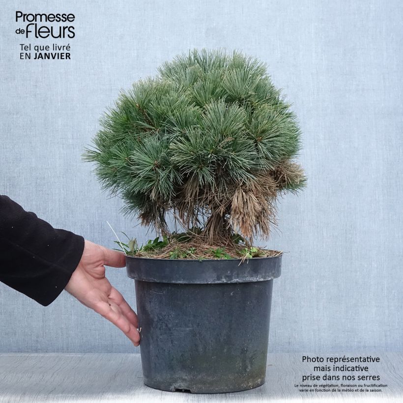 Spécimen de Pin de Weymouth - Pinus strobus Ontario                        Pot de 7,5L/10L, Tige de 60 cm tel que livré en hiver