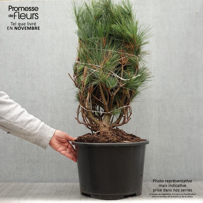 Spécimen de Pin de Weymouth - Pinus strobus Secrest Pièce tel que livré en automne