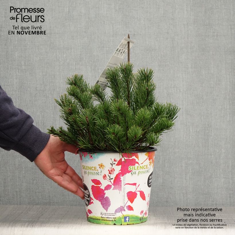 Spécimen de Pin des montagnes - Pinus mugo mughus Pot de 4L/5L tel que livré en automne