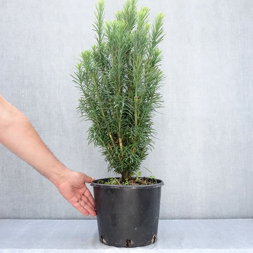 Spécimen de Pin japonais à queue de vache - Cephalotaxus harringtonia Fastigiata Pot de 7,5L/10L tel que livré en été