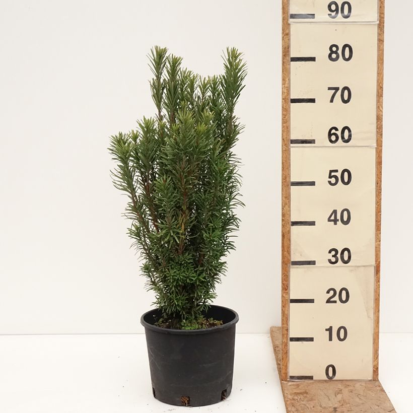 Exemplar von Cephalotaxus harringtonia Fastigiata - Harringtons Kopfeibe Topf mit 7,5L/10L wie im Winter geliefert