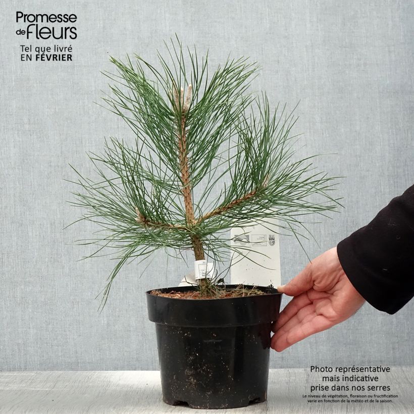 Spécimen de Pin noir d'Autriche - Pinus nigra nigra Pot de 2L/3L tel que livré en hiver