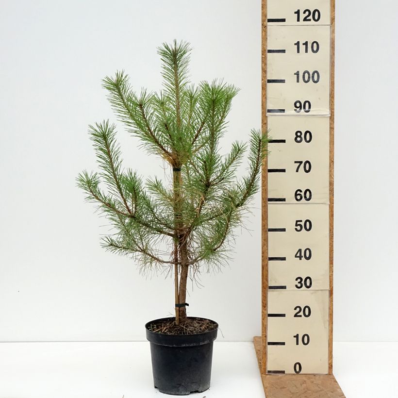 Spécimen de Pin noir d'Autriche - Pinus nigra nigra Pot de 7,5L/10L tel que livré en automne